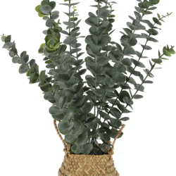 ΕΥΚΑΛΥΠΤΟΣ ΣΕ ΨΑΘΙΝΟ ΚΑΣΠΩ 50cm