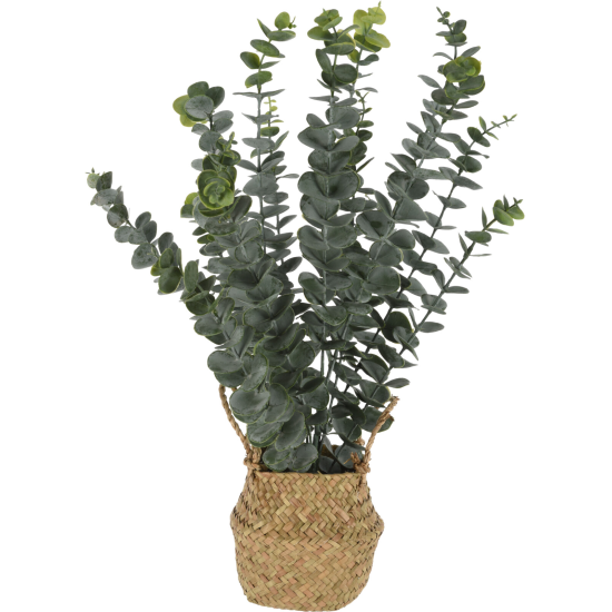 ΕΥΚΑΛΥΠΤΟΣ ΣΕ ΨΑΘΙΝΟ ΚΑΣΠΩ 50cm