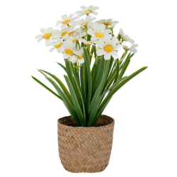 ΔΕ ΚΙΤΡΙΝΕΣ ΜΑΡΓΑΡΙΤΕΣ 30ΕΚ ΣΕ SEAGRASS ΚΑΣΠΩ Φ10.5Χ9ΕΚ