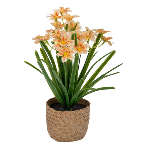 ΔΕ ΛΕΥΚΕΣ ΜΑΡΓΑΡΙΤΕΣ 31ΕΚ ΣΕ SEAGRASS ΚΑΣΠΩ Φ9Χ11ΕΚ