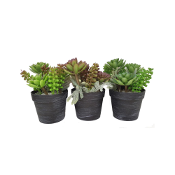 Κάκτος σε κασπώ 3σχ. 18εκ.