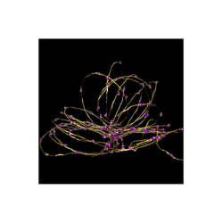 ΧΡ 100 MICROLED ΧΡΥΣΟ/ΡΟΖ 8ΠΡΟΓΡΑΜ 5 ΜΕΤΡΑ ΕΣΩΤ & ΕΞΩΤ ΧΩΡΟΥ