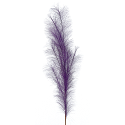 ΛΟΥΛΟΥΔΙ 80cm Dark purple pampas branch