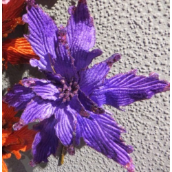 ΛΟΥΛΟΥΔΙ Poinsettia purple